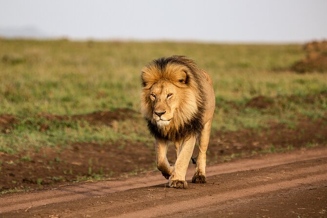 9 Days Great Migration Safaris with Kojuu Safaris Africa-Luxury. - Serengeti first taste: getting to the endless plains via Ngorongoro conservation area