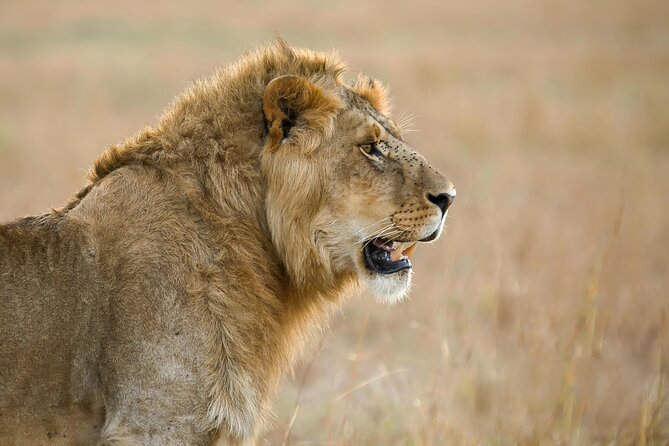 9 Days Great Migration Safaris with Kojuu Safaris Africa-Luxury. - Mara River focus begins: aiming for the river crossing on Day 4