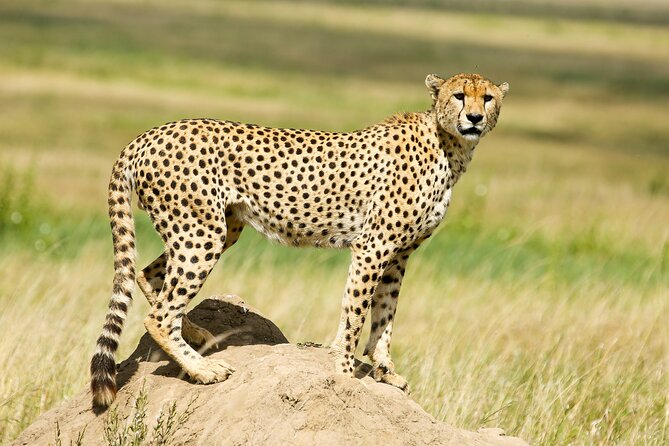 9 Days Great Migration Safaris with Kojuu Safaris Africa-Luxury. - Sunrise and a second look: finishing northern Serengeti before heading toward central