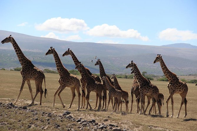 9-Days High End Road and Air Kenya Safari - Key highlights worth your attention