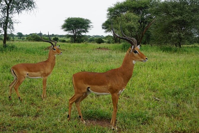 9-Days High End Road and Air Kenya Safari - The big idea: Kenya in nine days, with smart route switching