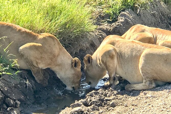 9-Days High End Road and Air Kenya Safari - Day 1: Nairobi to Amboseli, first wildlife drives after a flight