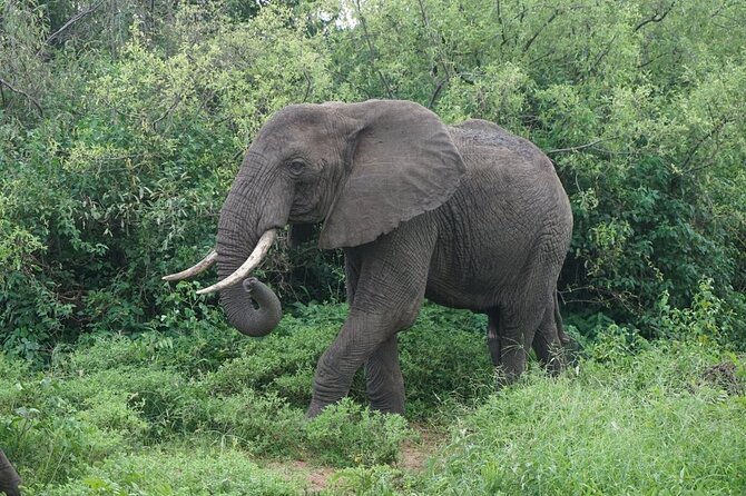 9-Days High End Road and Air Kenya Safari - Day 3: Amboseli to Masai Mara by air, then Mara’s wide-open savannah