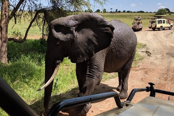 9-Days High End Road and Air Kenya Safari - Getting from place to place: Wilson-area flights and popup-roof safari viewing
