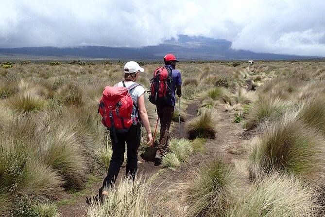 9 Days Kilimanjaro Climb via Lemosho Route - Day 5 to Lava Tower Camp: the alpine desert shift