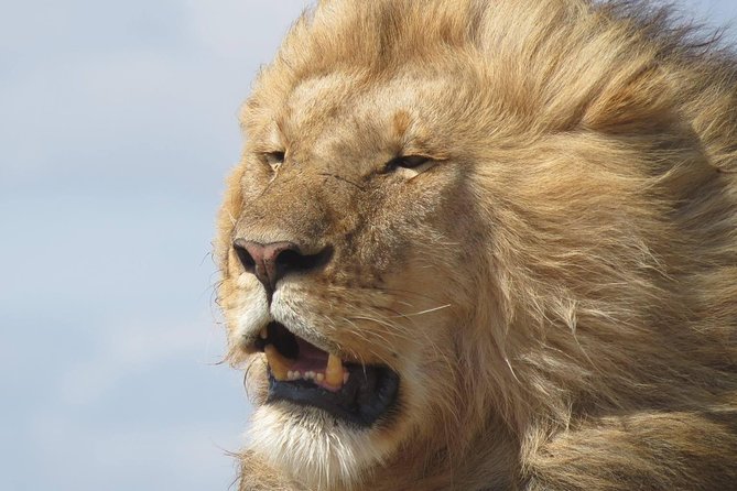 9 Days Safari To See Great Migration Crossing - Key Highlights You’ll Actually Care About