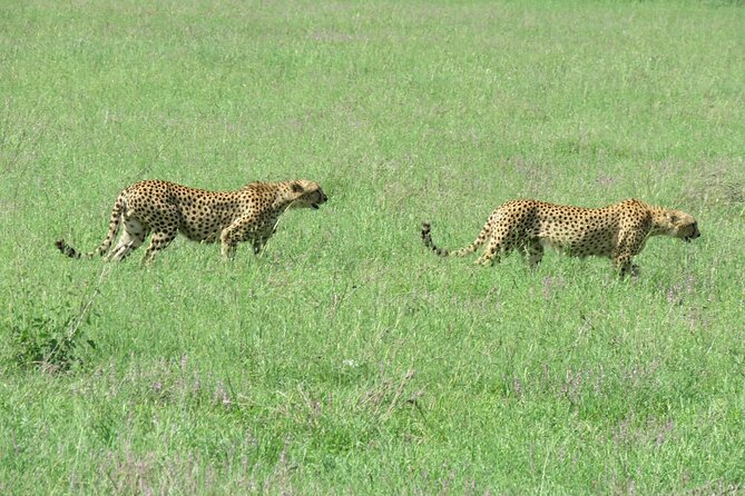 9 Days Safari To See Great Migration Crossing - Lake Manyara: Hot Springs, Water Forest, and Tree-Climbing Lions