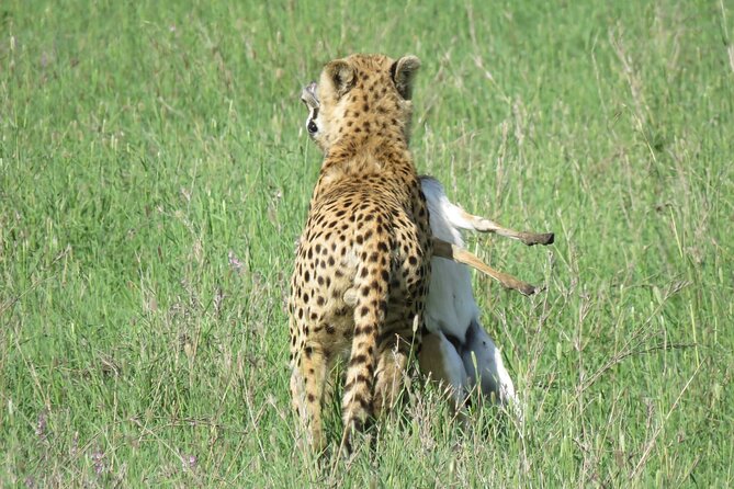 9 Days Safari To See Great Migration Crossing - Serengeti Entry Day: Ngorongoro Conservation Area and the Optional Olduvai Stop
