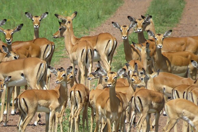 9 Days Safari To See Great Migration Crossing - Serengeti Game Drives: How to Use Two Full Sight-Seeing Sessions