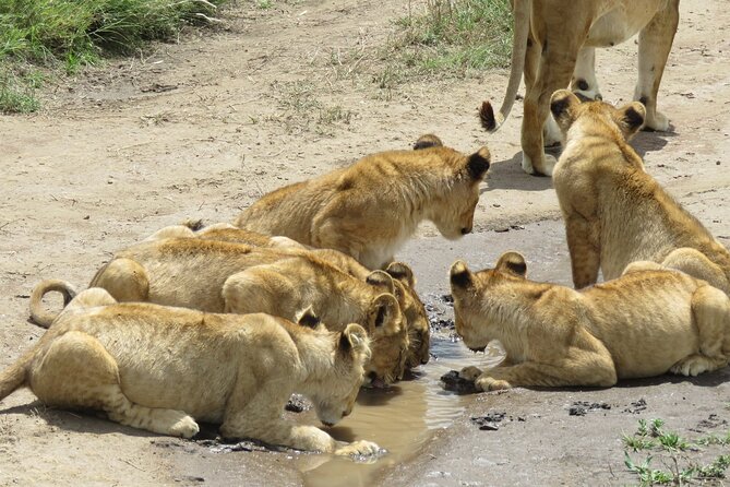 9 Days Safari To See Great Migration Crossing - The Great Migration Day: Following the Herds, and Why River Crossings Matter