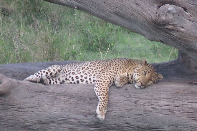 9 Days Safari To See Great Migration Crossing - Ngorongoro Crater Rim to Crater Floor: Big Five, Soda Lake, and Ngoitoktok