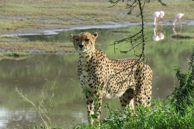 9 Days Safari To See Great Migration Crossing - Tarangire National Park: Baobabs, Water Concentrations, and Predator Timing