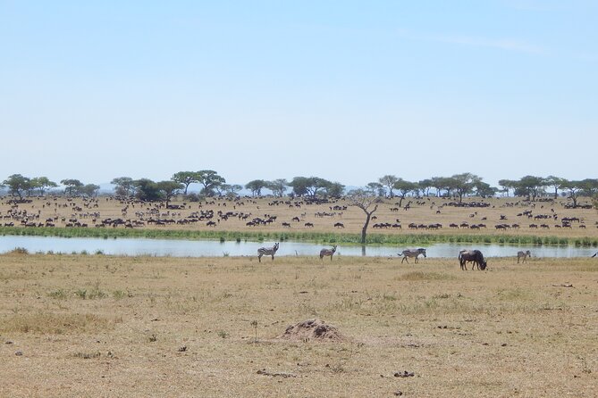 9 Days Tanzania Exhaustive Safari - Ngorongoro Conservation Area, when the crater does the work for you