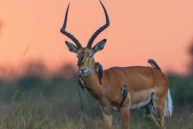 A Day Trip To Mikumi fly from Zanzibar - The tight schedule: Zanzibar City to your first game drive