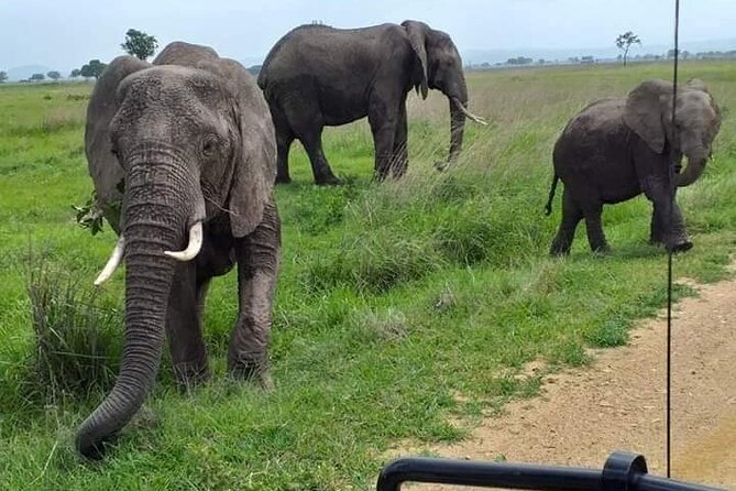 A Day Trip To Mikumi fly from Zanzibar - Wildlife you can look for in Mikumi during a single day