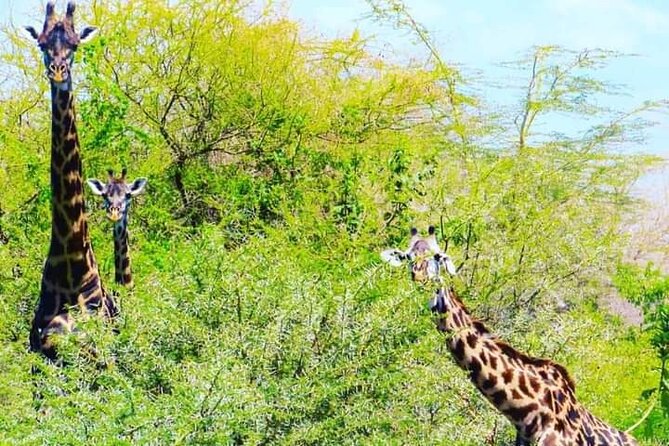 A Day Trip To Mikumi fly from Zanzibar - Reliability reality: flight changes can affect your date