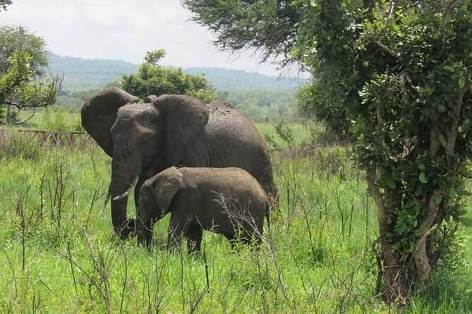 A Day Trip To Mikumi fly from Zanzibar - Two game drives between lion chances and a real lunch break
