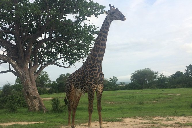 A day trip to mikumi from morogoro - How far in advance should you book?