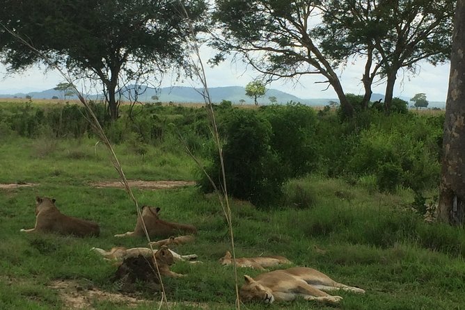 A day trip to mikumi from morogoro - What Mikumi’s wildlife focus means for your day