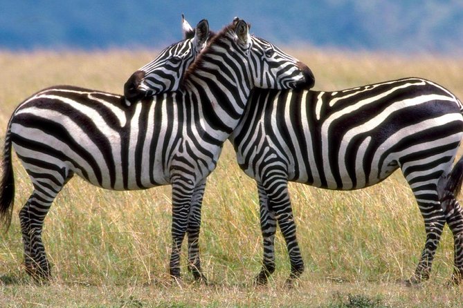 A Day Trip To Saadani National Park From Dar es salaam / Zanzibar - Why Saadani National Park fits a day trip from Dar