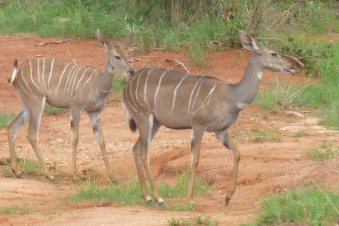A Day Trip To Saadani National Park From Dar es salaam / Zanzibar - The 5 hours that matter most: your safari time window