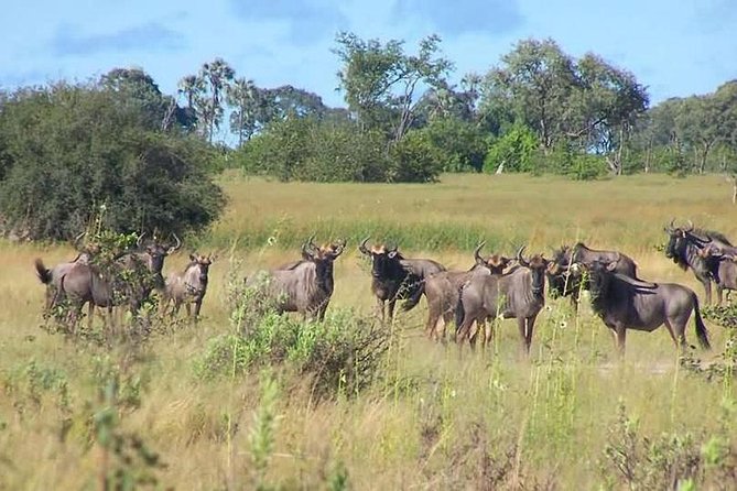 A Day Trip To Saadani National Park From Dar es salaam / Zanzibar - Price and value: what $689 per person really covers