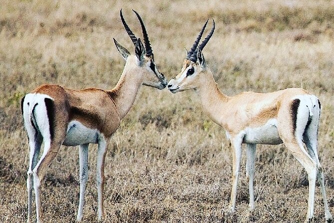A Day Trip To Saadani National Park From Dar es salaam / Zanzibar - Private guide time: flexibility and why it changes the drive