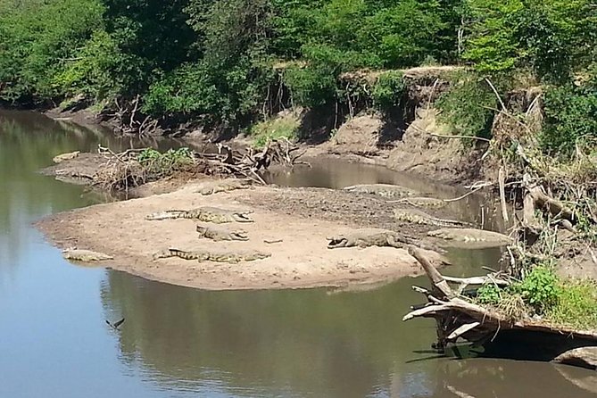 A Day Trip To Saadani National Park From Dar es salaam / Zanzibar - Game drive expectations: what you can realistically look for