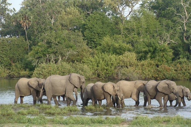 A Day Trip To Selous Fly From Zanzibar - Why fly to Selous from Zanzibar at all?