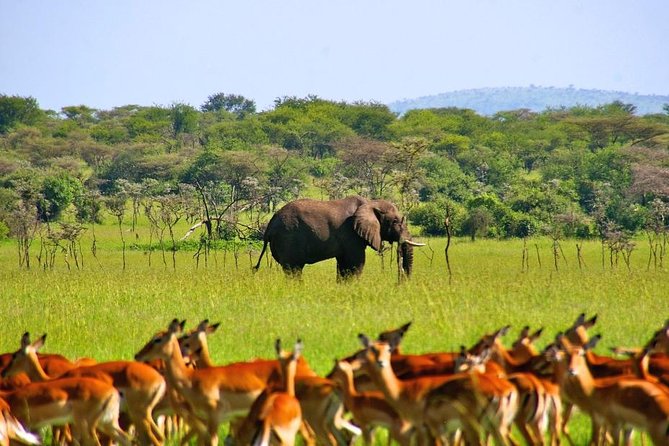 A Day Trip To Selous Fly From Zanzibar - Picnic lunch in the bush: the calm middle of a long day