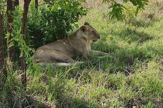 A Day Trip To Selous Fly From Zanzibar - How close can you get to wildlife?