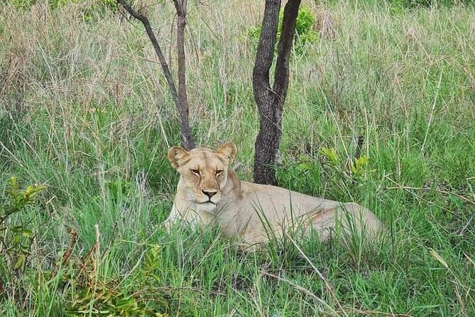 A Day Trip To Selous Fly From Zanzibar - Private safari setup: shared flight, private experience