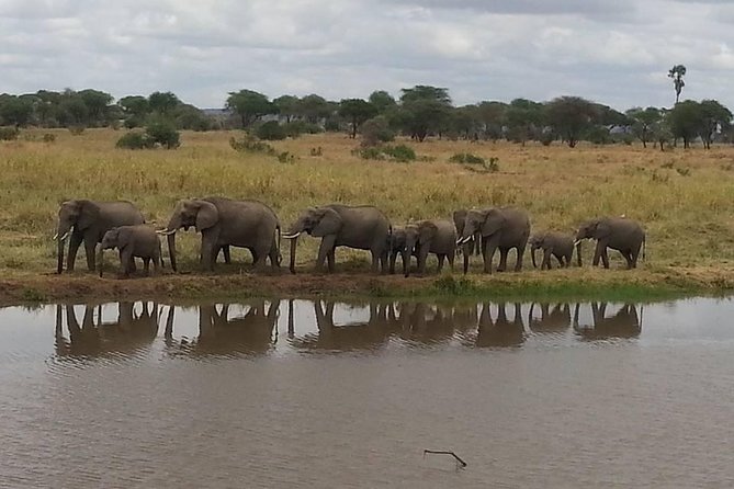 A Day Trip To Selous Fly From Zanzibar - Price and value: is $630.90 per person worth it?