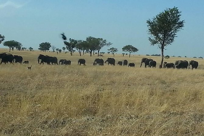 A Day Trip To Selous Fly From Zanzibar - Getting to the airstrip: timing, pickups, and what to expect
