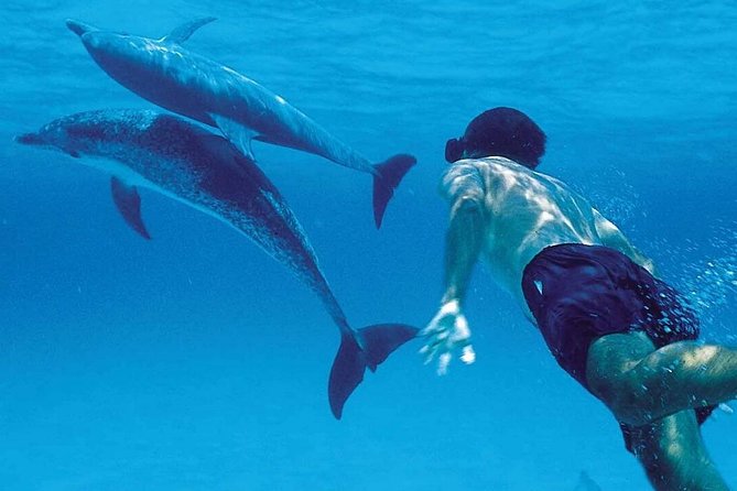 A Half Day Private Dolphins And Snorkeling Tour To Mnemba Island - Key points before you go