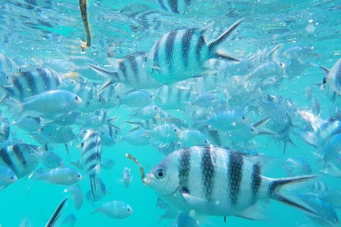 A Half Day Private Dolphins And Snorkeling Tour To Mnemba Island - Pickup, private timing, and what 8:00 am means