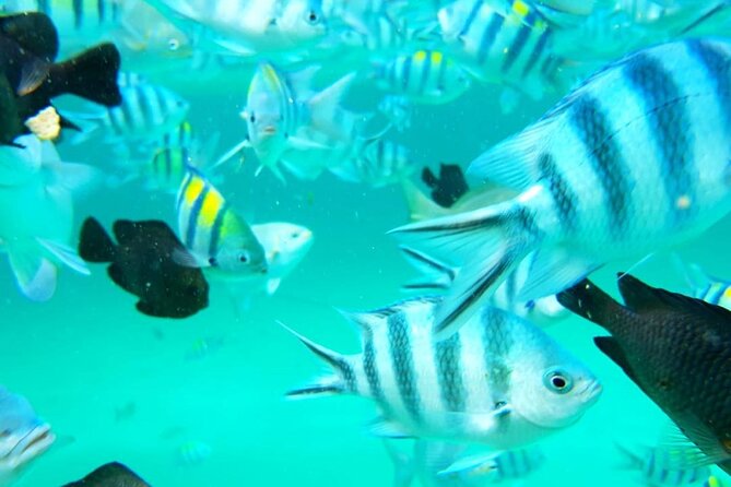 A Half Day Private Dolphins And Snorkeling Tour To Mnemba Island - What’s included for $83, and why it can be good value