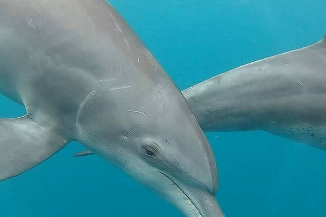 A Half Day Private Dolphins And Snorkeling Tour To Mnemba Island - Mnemba Island snorkeling on reserved coral reefs