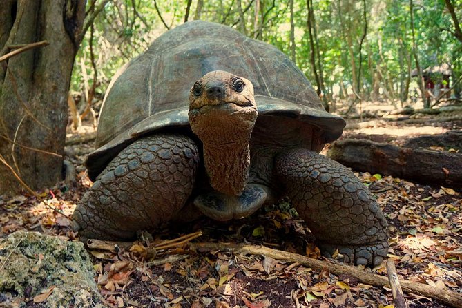 A Half Day Private Prison Island Tour - Walking the Island: Species Spots, Photos, and Guide Style
