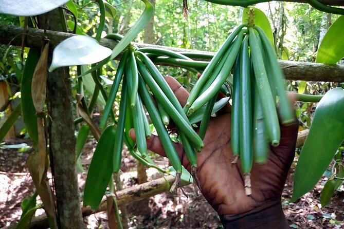 A Private Full Day Tour To Stone Town & Spice Farm - Spice farm time: Tangawizi and the plants you actually remember