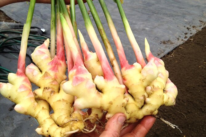 A Private Full Day Tour To Stone Town & Spice Farm - What you get for your money: price and included value