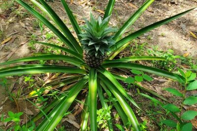 A private half day spice farm with a cooking lesson