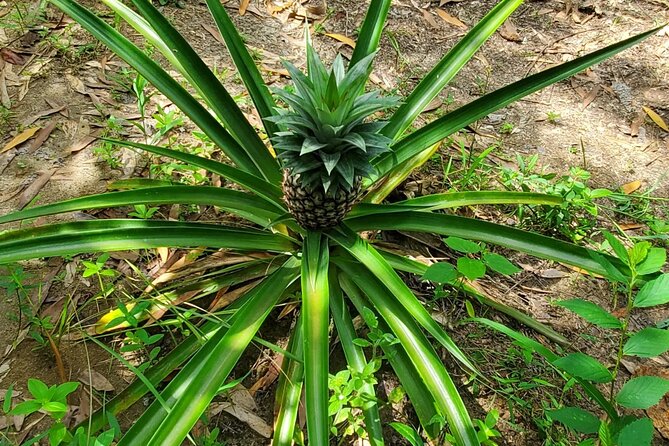 A private half day spice farm with a cooking lesson - How private guiding changes the whole vibe