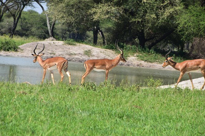 A Visit to The Giants in Tarangire NP. - Tarangire game drive: elephants, baobabs, and real behavior