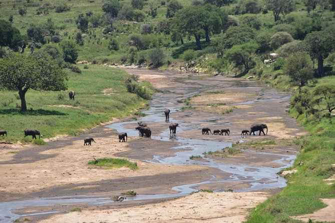 A Visit to The Giants in Tarangire NP. - What makes the picnic lunch work (and when to pay attention)
