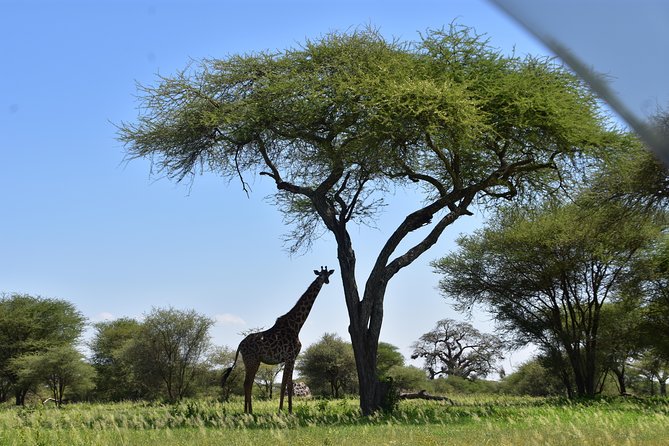 A Visit to The Giants in Tarangire NP. - Guides, drivers, and what you should look for in the vehicle
