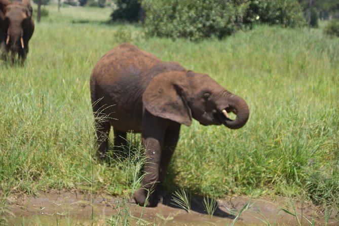 A Visit to The Giants in Tarangire NP. - Who should book The Giants in Tarangire?