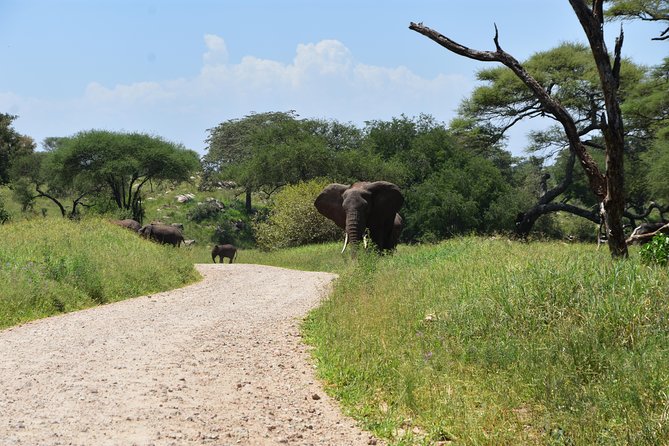 A Visit to The Giants in Tarangire NP. - Smart tips to make your day smoother