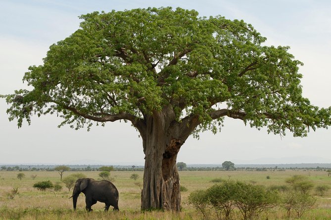 A Visit to The Giants in Tarangire NP. - The 7:00 am pickup and how the day actually flows