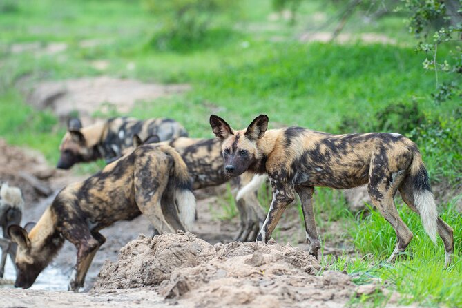 Affordable 3-Day Safari to Serengeti & Ngorongoro Crater - Guides, Drivers, and Why Good Spotting Changes Everything